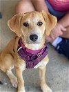 adoptable Dog in bellmawr, NJ named Mari
