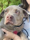 adoptable Dog in bellmawr, NJ named Duke