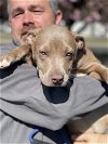 adoptable Dog in bellmawr, NJ named Kipper