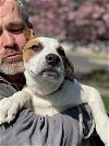 adoptable Dog in bellmawr, NJ named Finley