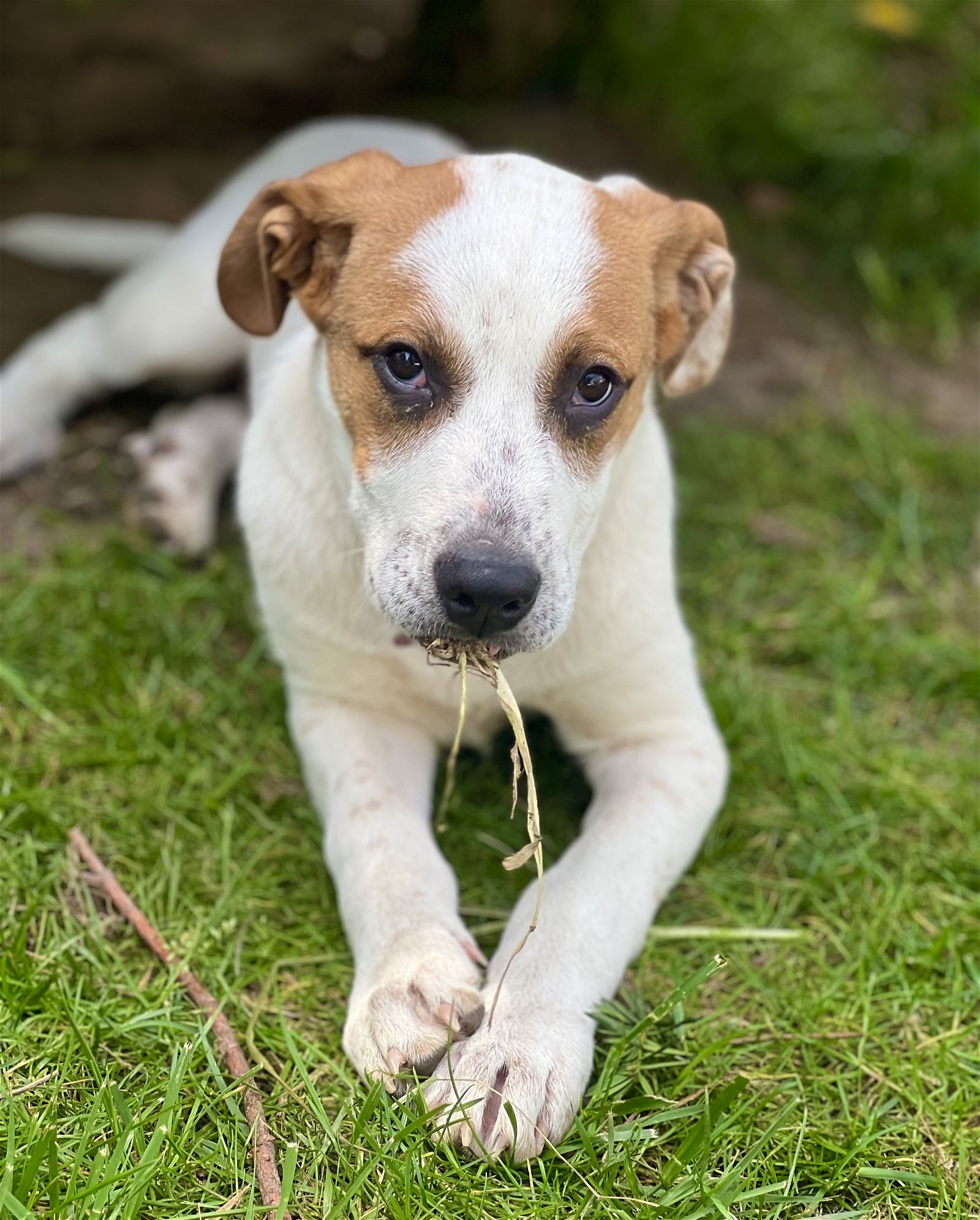 adoptable Dog in Bellmawr, NJ named Finley