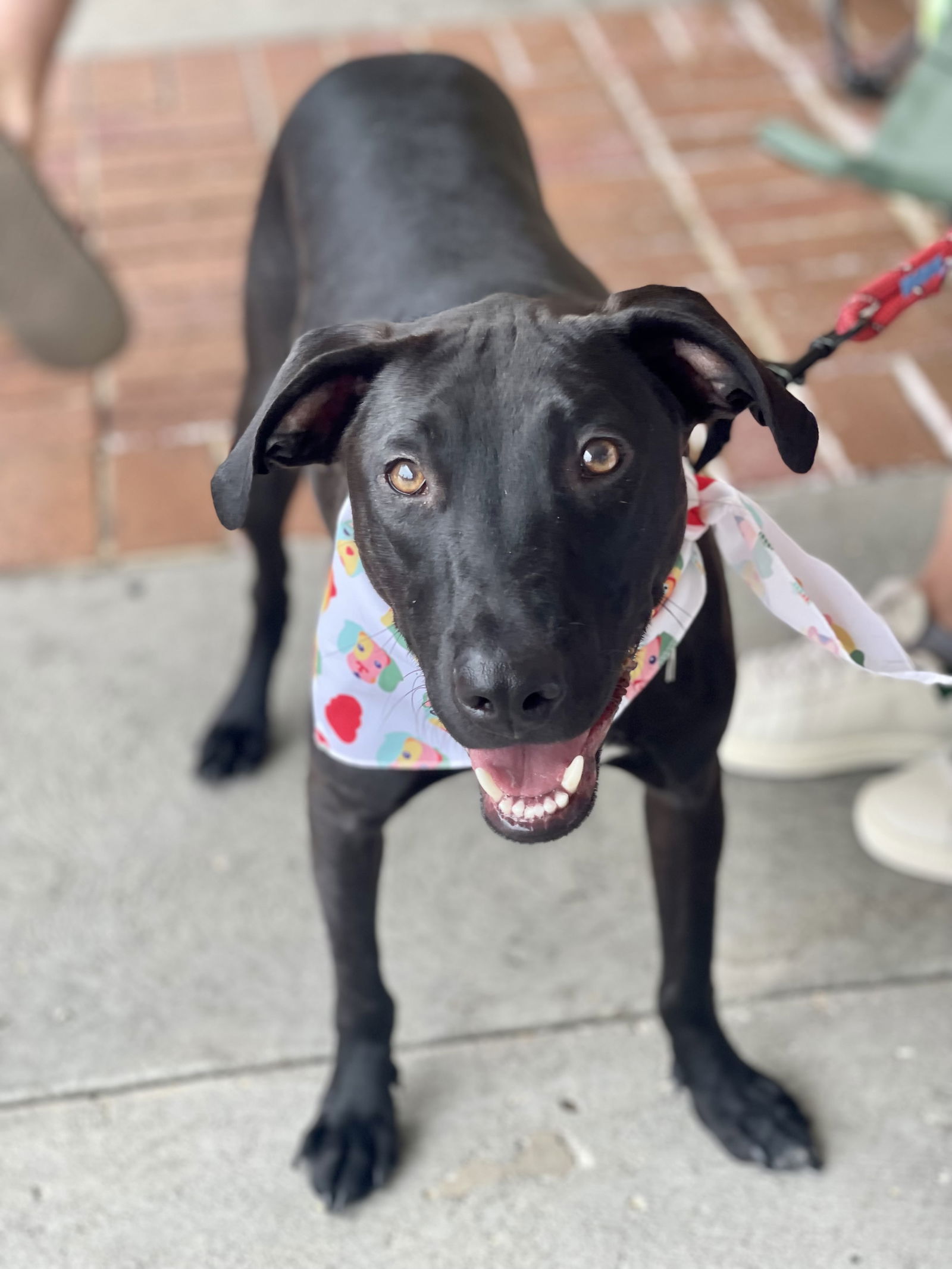 adoptable Dog in Mount Laurel, NJ named Billy