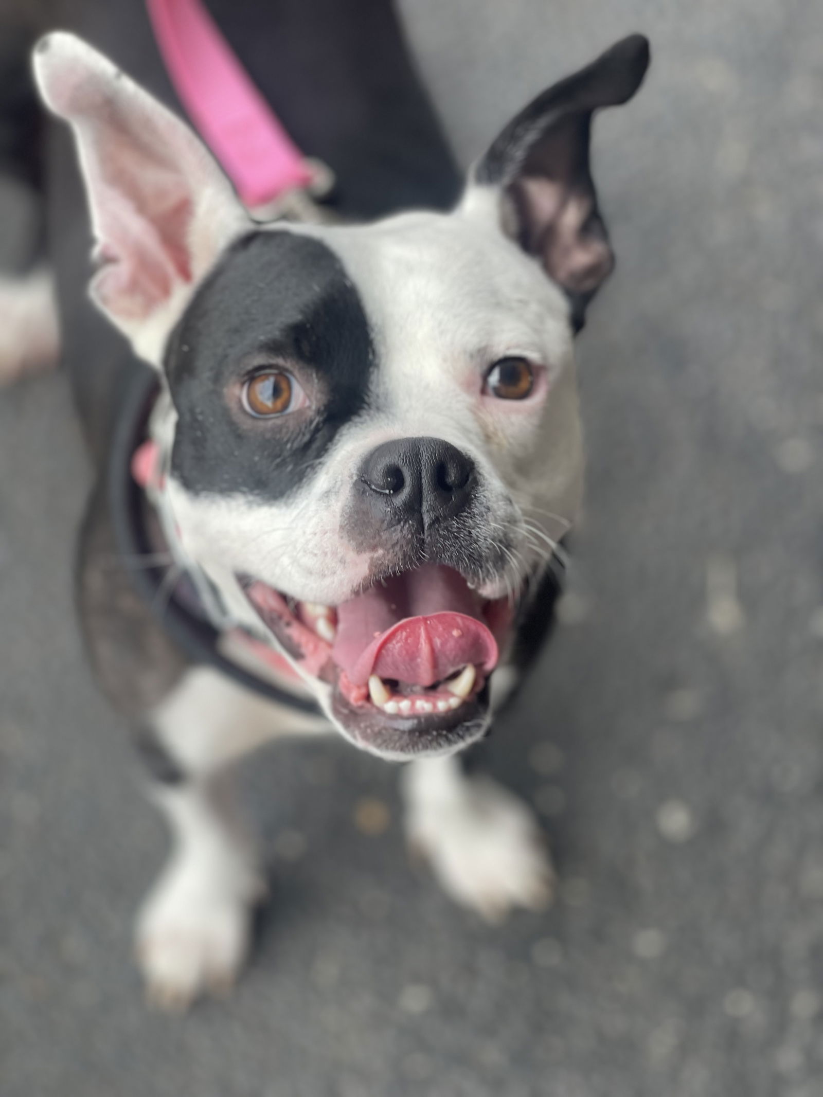 adoptable Dog in Mount Laurel, NJ named Darla