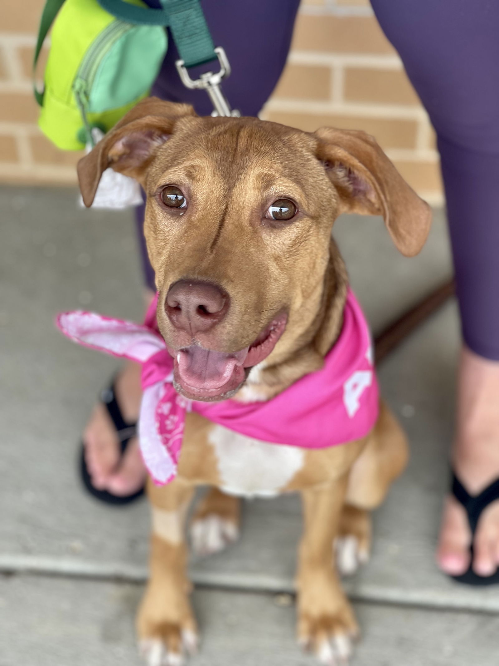 adoptable Dog in Mount Laurel, NJ named Bonnie