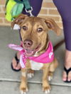 adoptable Dog in Mount Laurel, NJ named Bonnie