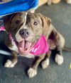 adoptable Dog in Mount Laurel, NJ named Bella