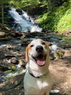 adoptable Dog in  named Tessa