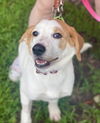 adoptable Dog in Mount Laurel, NJ named Tessa