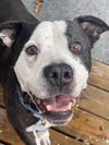Paw Paw Walter - Photo 2
