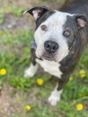 Paw Paw Walter - Photo 12