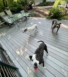 Paw Paw Walter - Photo 23