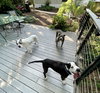 Paw Paw Walter - Photo 21