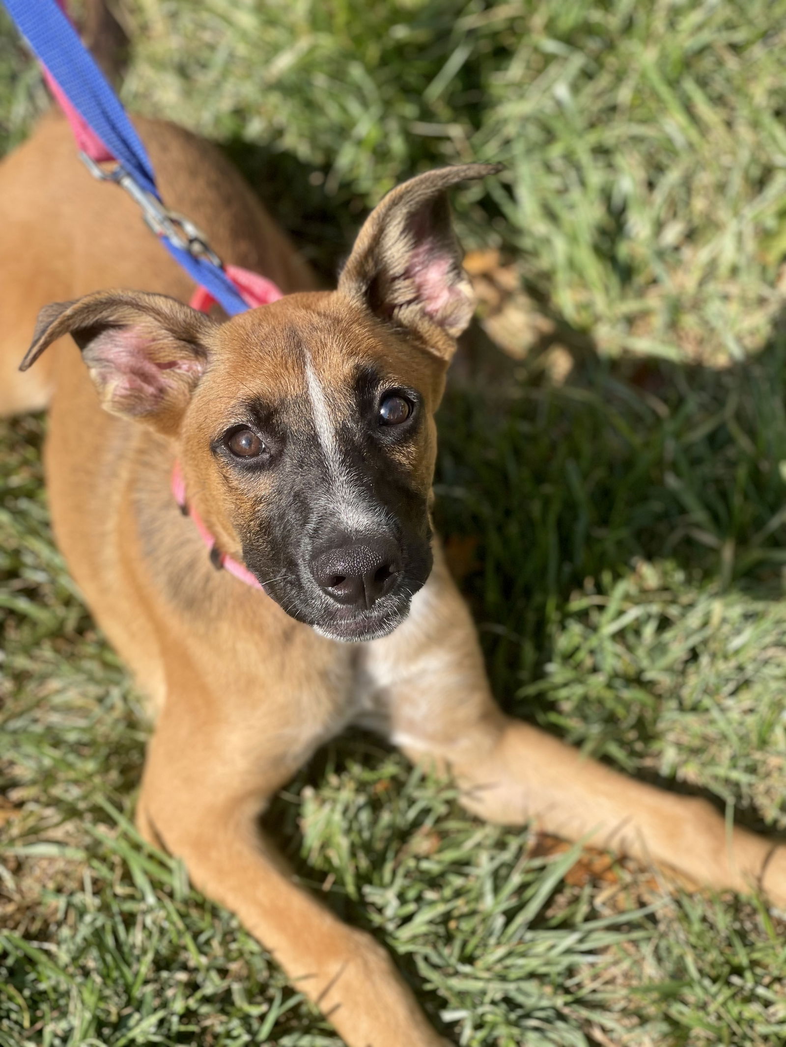 adoptable Dog in Mount Laurel, NJ named Daisy