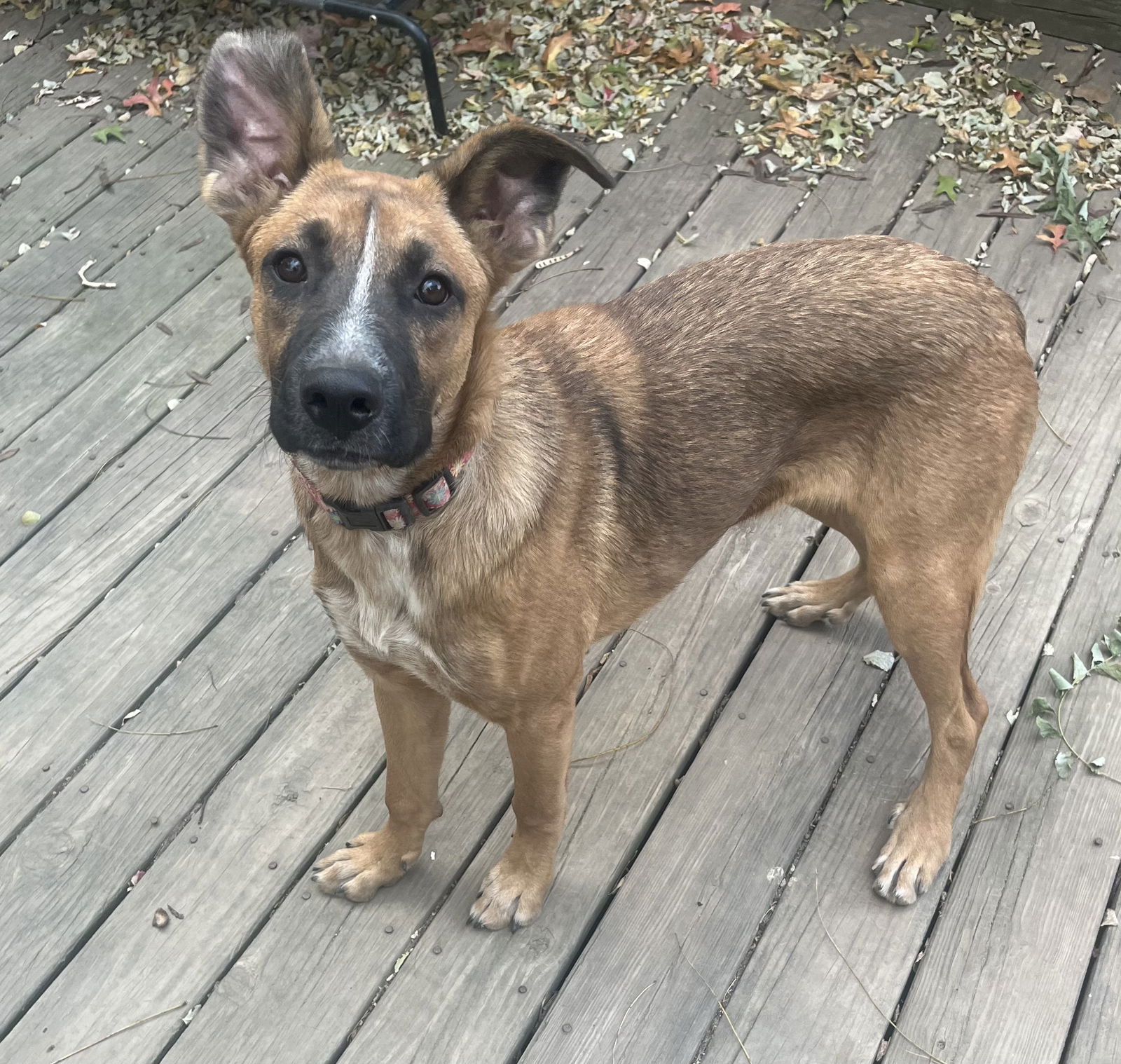 adoptable Dog in Mount Laurel, NJ named Daisy