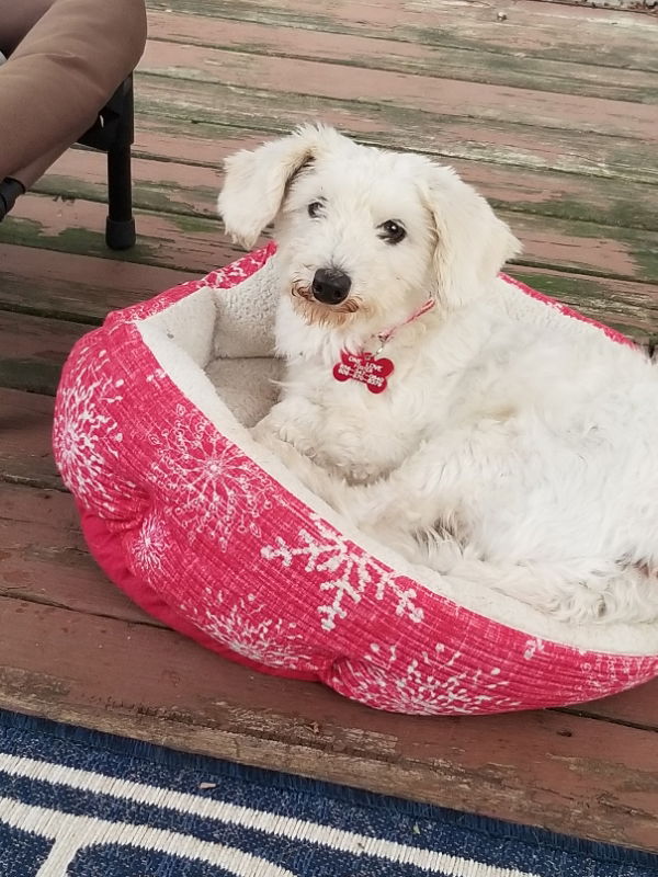 adoptable Dog in Cherry Hill, NJ named Marcy