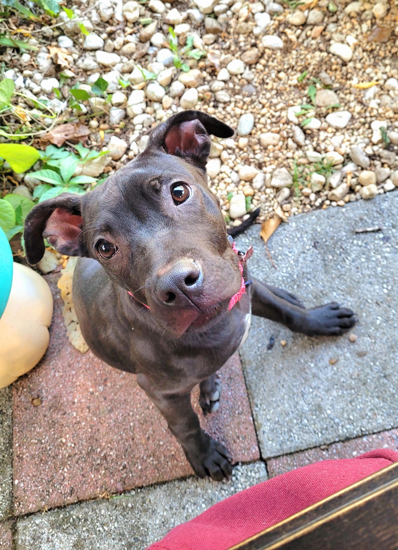 adoptable Dog in Mount Laurel, NJ named Chuck