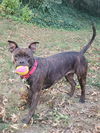 adoptable Dog in  named Lilly G
