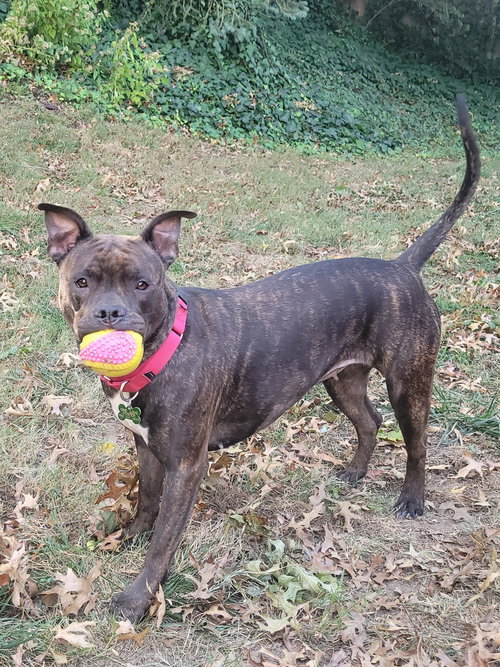 picture of the dog needing adoption