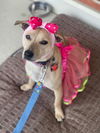 adoptable Dog in  named Pip