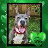 adoptable Dog in Mount Laurel, NJ named Mia