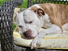 Grace - Photo 12