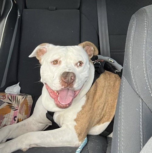 picture of the dog needing adoption