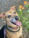 adoptable Dog in  named Rosco