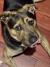 Tinker - Photo 22