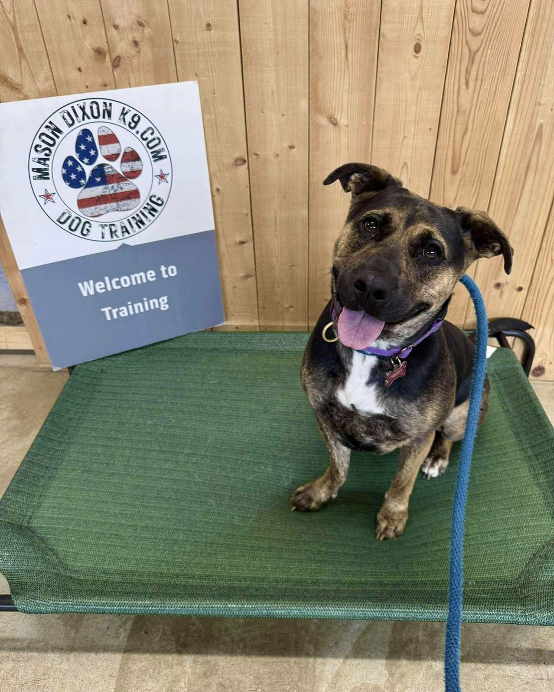 adoptable Dog in Mount Laurel, NJ named Tinker