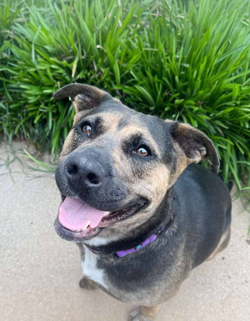 picture of the dog needing adoption
