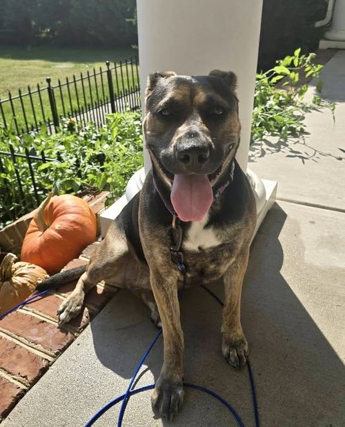 picture of the dog needing adoption