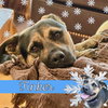 Tinker - Photo 4