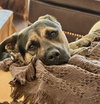 Tinker - Photo 15