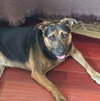 Tinker - Photo 2