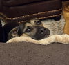 Tinker - Photo 7