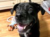 adoptable Dog in mount laurel, NJ named Bridget