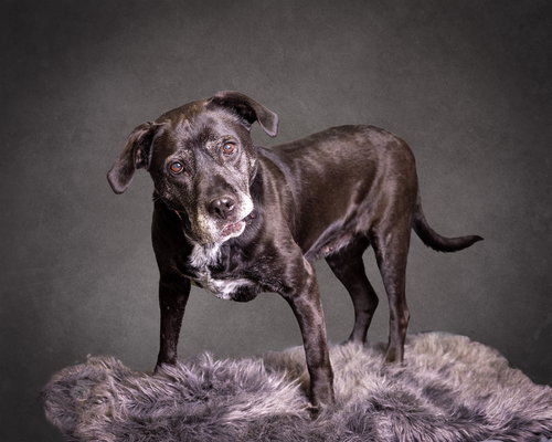 picture of the dog needing adoption