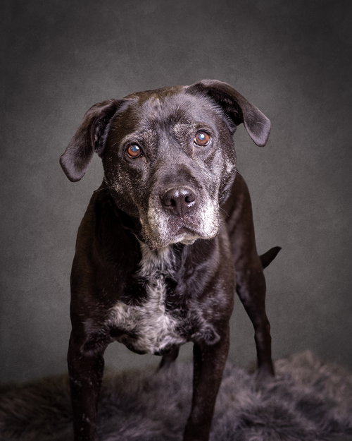 BRIDGET - Boxer / Terrier available for adoption
