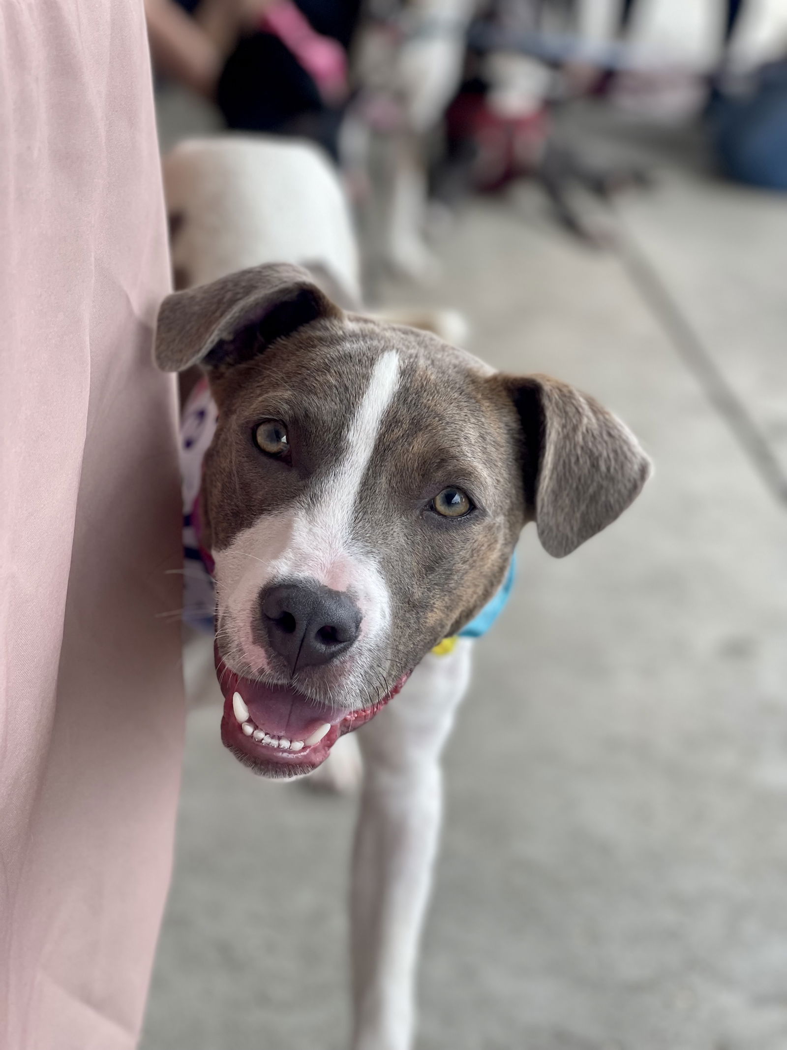 adoptable Dog in Mount Laurel, NJ named Cash