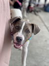 adoptable Dog in  named Cash