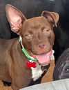 adoptable Dog in Mount Laurel, NJ named Squirrel