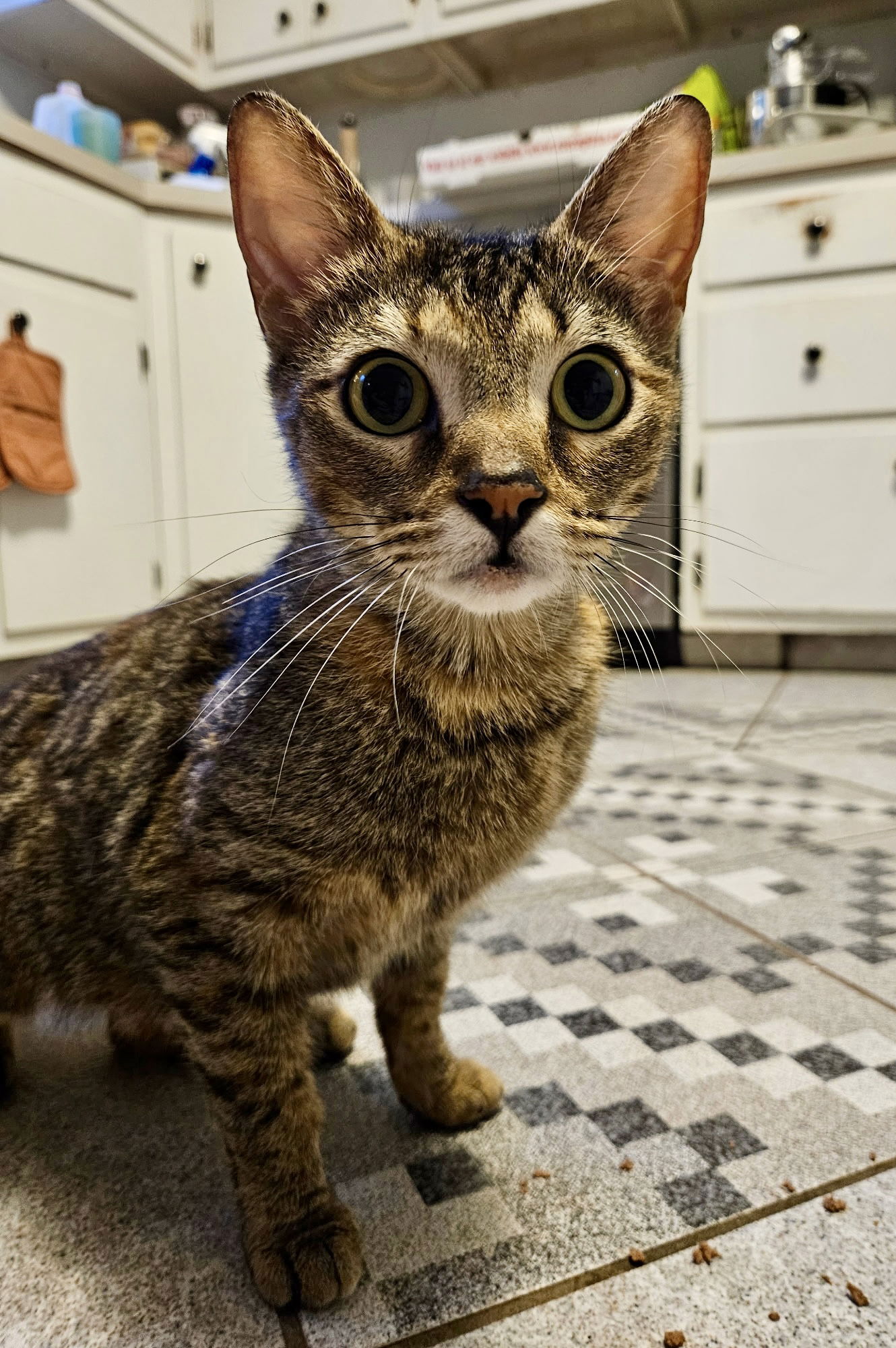 adoptable Cat in Mount Laurel, NJ named Minnie