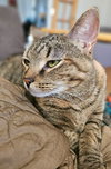 Minnie - Photo 2