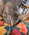 Minnie - Photo 3