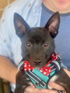 adoptable Dog in  named Lilo