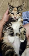adoptable Cat in Mount Laurel, NJ named Nutmeg