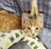 adoptable Cat in Mount Laurel, NJ named MacGyver