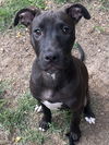 adoptable Dog in  named Jace