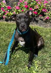 adoptable Dog in  named Jace