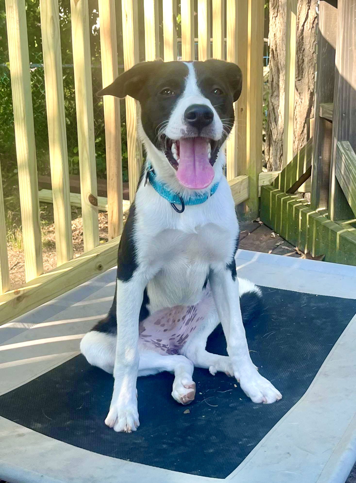 adoptable Dog in Mount Laurel, NJ named Callie